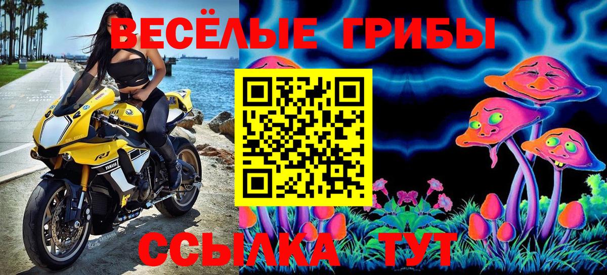 Черняховск  Псилоцибиновые грибы Psilocybine cubensis  Вход с VPN 
